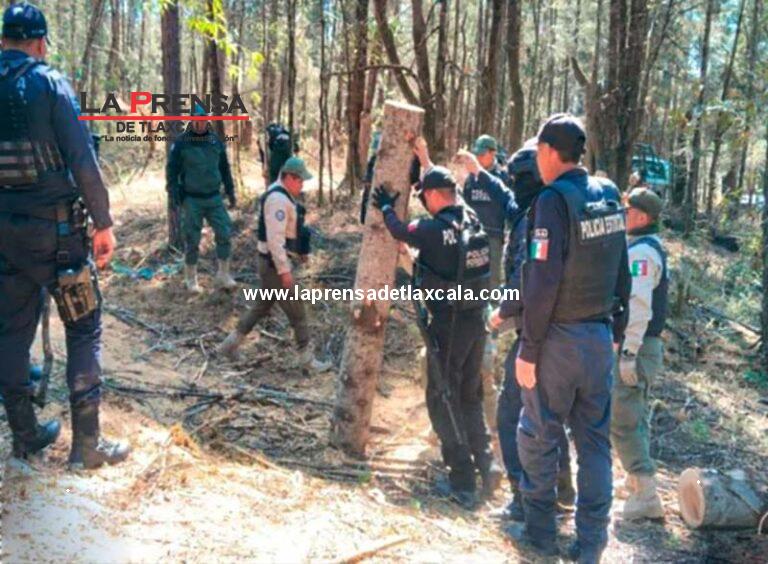 Golpe a la tala clandestina en límites de Puebla y Tlaxcala; decomisan 90 troncos de madera extraídos ilegalmente de La Malinche